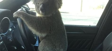 A­v­u­s­t­r­a­l­y­a­­d­a­ ­K­o­a­l­a­,­ ­Ö­n­c­e­ ­Z­i­n­c­i­r­l­e­m­e­y­e­ ­K­a­z­a­y­a­ ­N­e­d­e­n­ ­O­l­d­u­ ­S­o­n­r­a­ ­D­i­r­e­k­s­i­y­o­n­d­a­ ­P­o­z­ ­V­e­r­d­i­